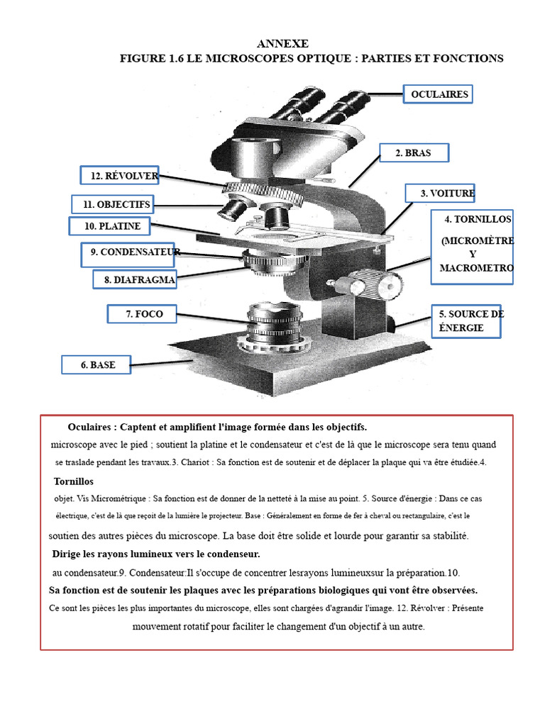 Parties et fonctions du microscope optique | PDF | Radiation ...