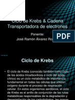 Ciclo de Krebs