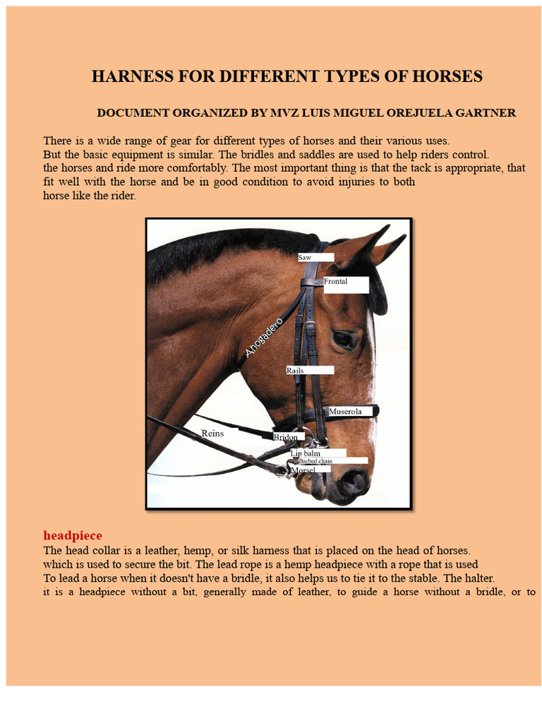 Tack For Different Types of Horses | PDF | Saddle | Equestrianism