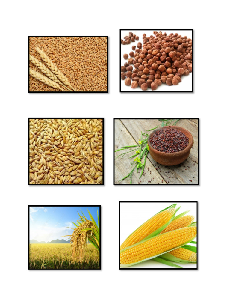 Robi Crops | PDF