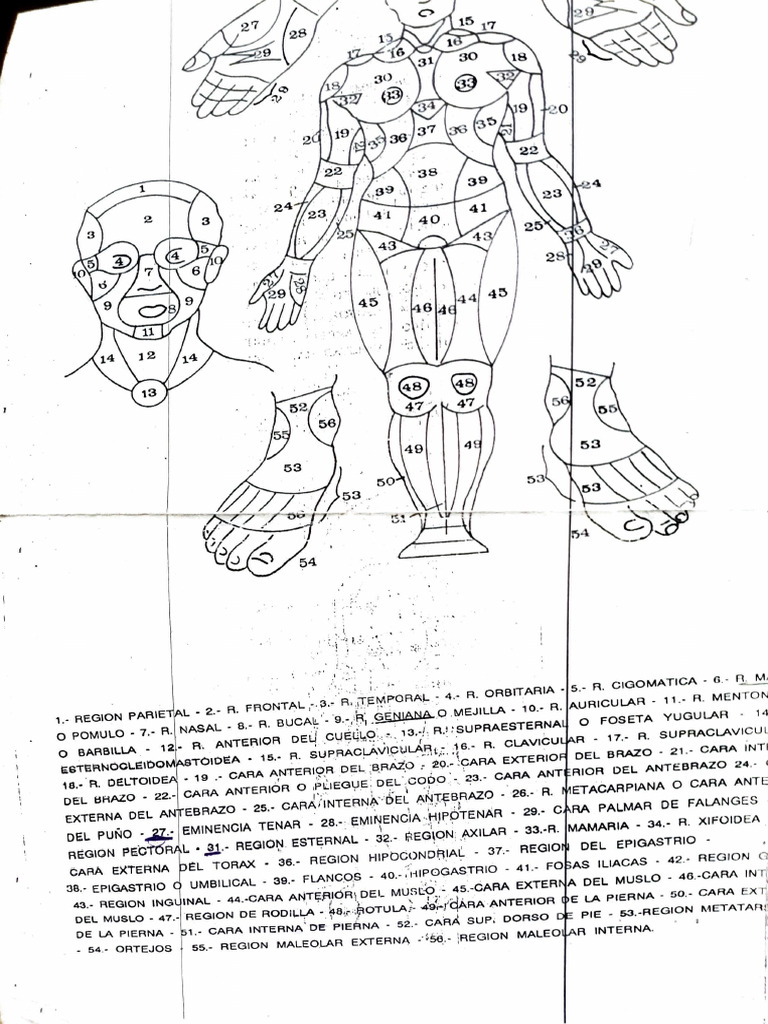 Adobe Scan 01 Mar 2021 | PDF | Anatomía humana | Anatomía de los primates