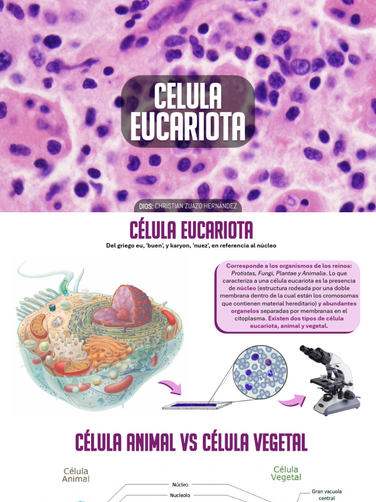 Estructura y Función de Células Eucariotas | PDF | Citoplasma ...