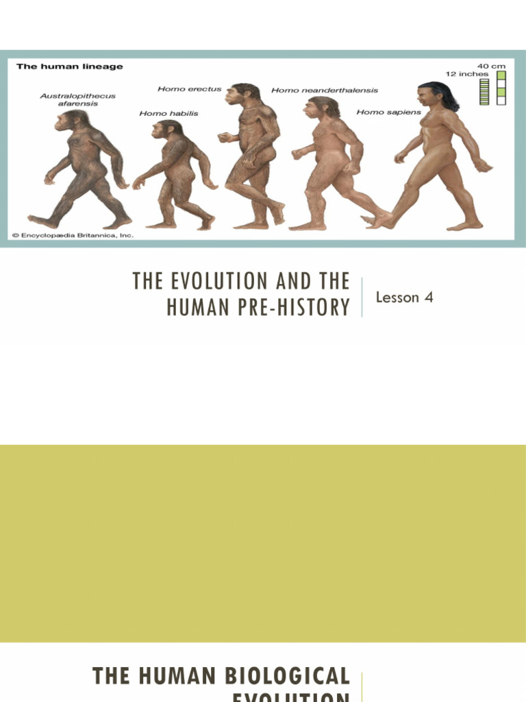 Lesson 4-The Evolution and The Human Pre History | PDF