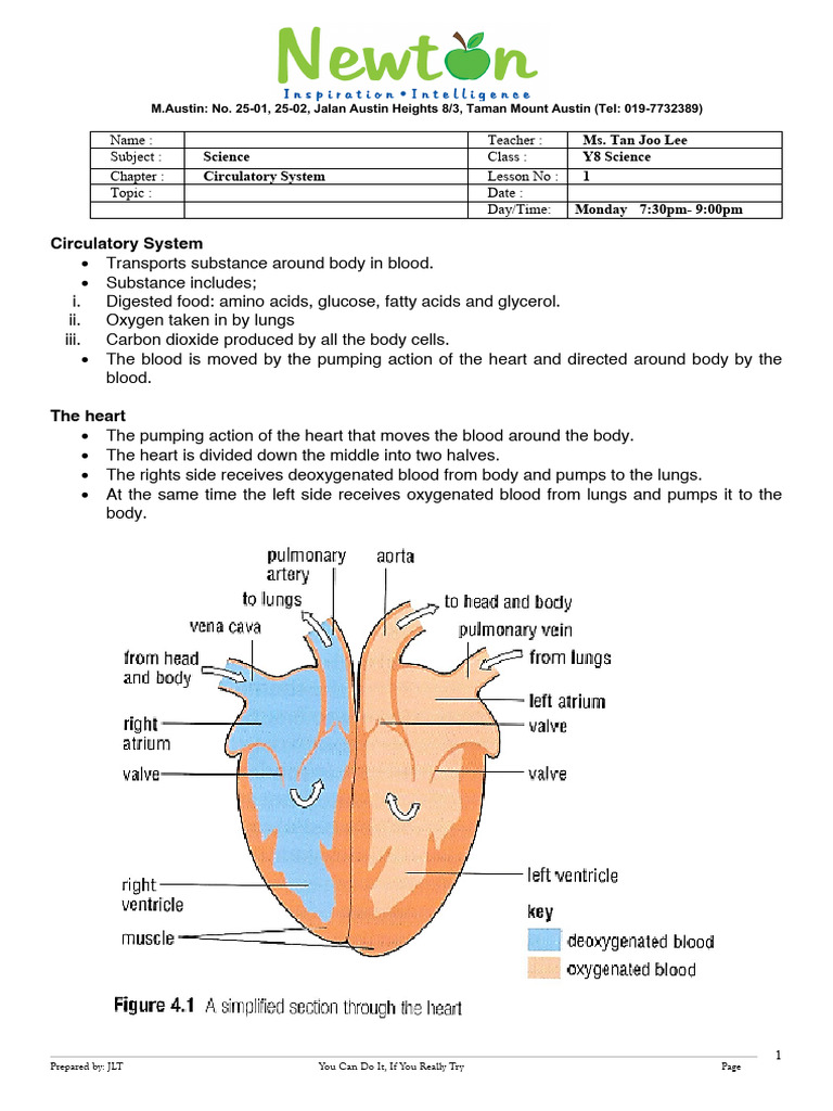 Y8 Science: Circulatory System Overview | PDF | Artery | Heart