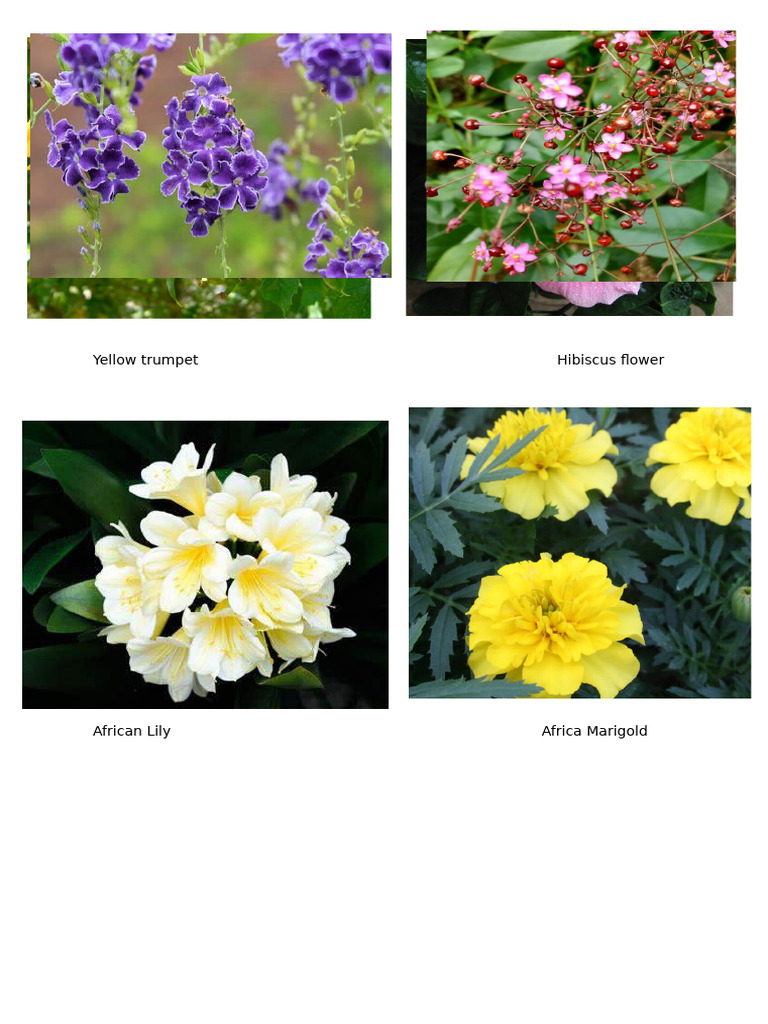 Class Activity - Flowers | PDF