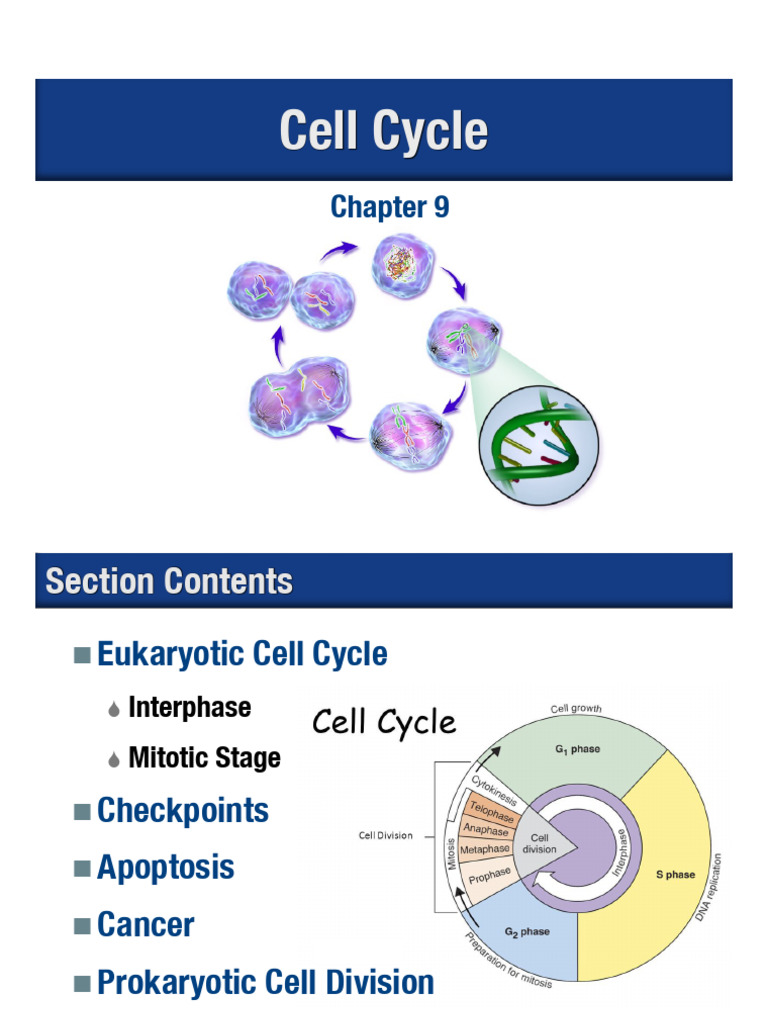 Understanding the Cell Cycle and Cancer | PDF | Mitosis | Cell Cycle