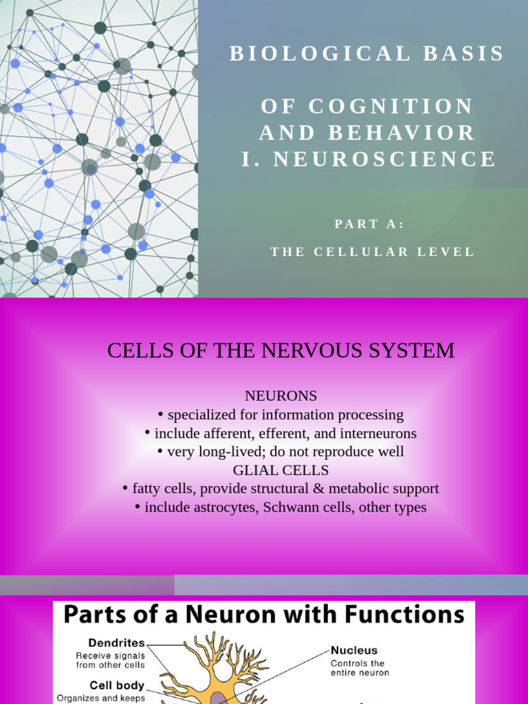 Neuroscience: Neurons and Neurotransmitters | PDF | Neurotransmitter ...