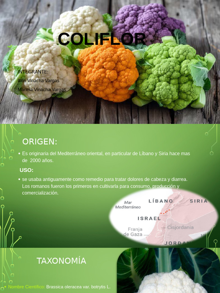 Coliflor Cultivo | PDF | Coliflor | Brócoli