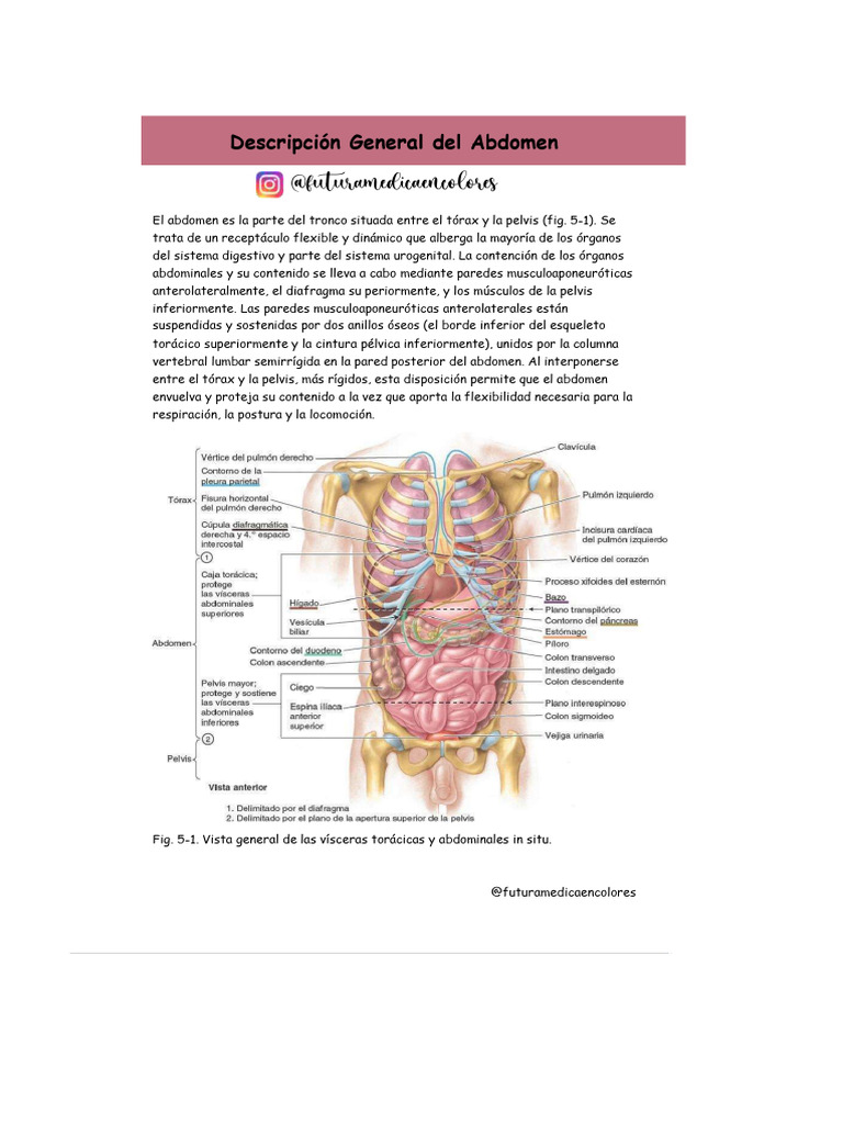 Descripción General Del Abdomen | PDF | Abdomen | Vena