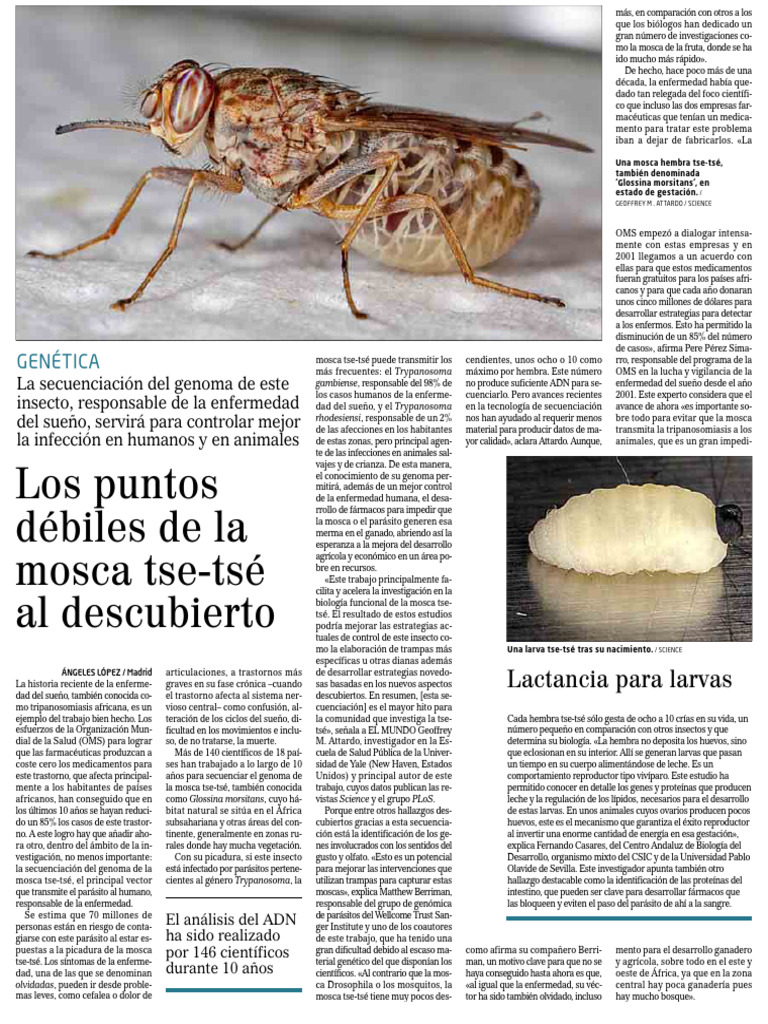 Los Puntos Débiles de La Mosca TseTsé Al Descubierto Genética PDF