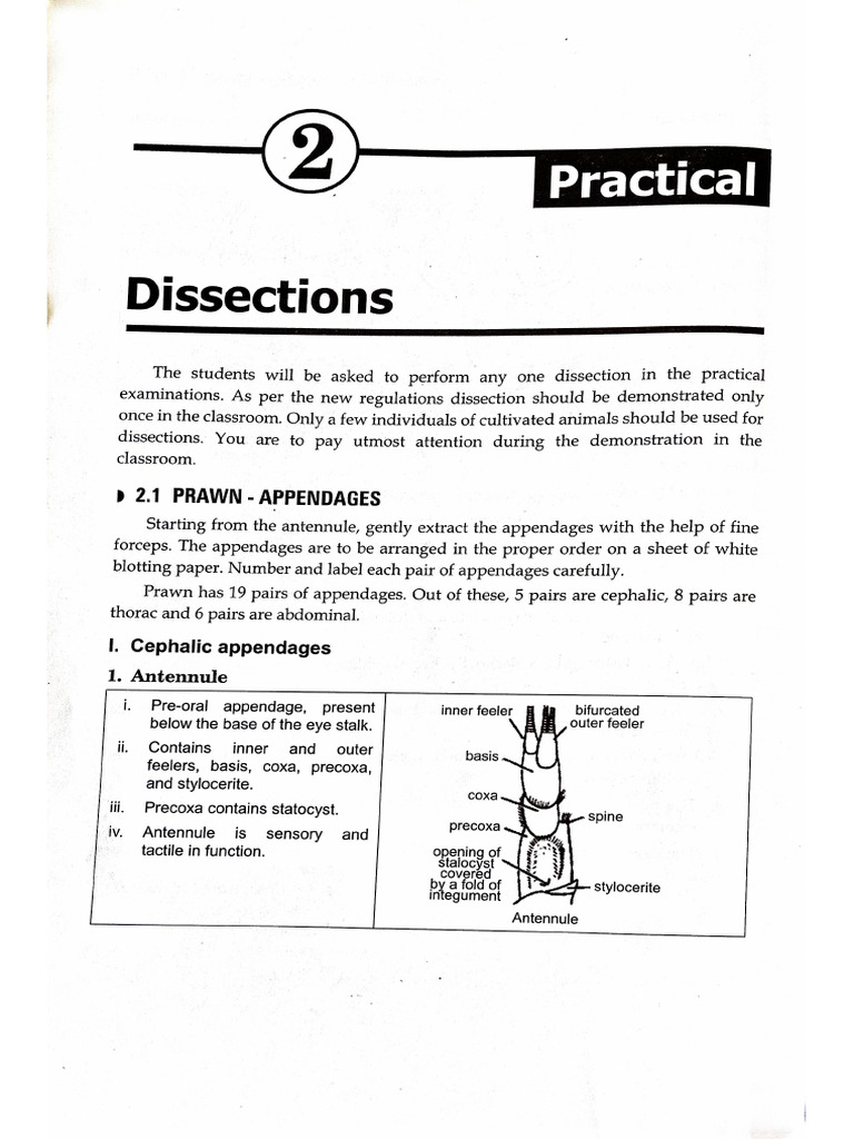 Dissection | PDF