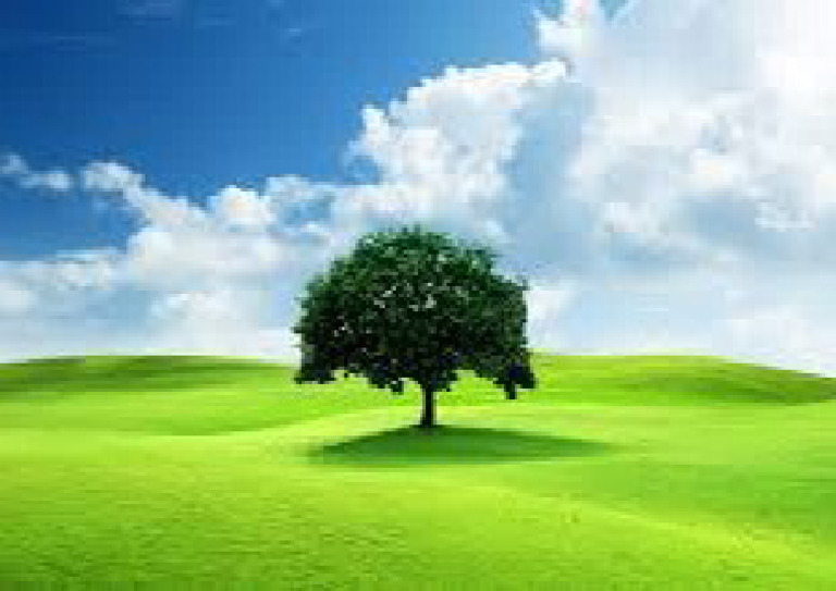 Tree | PDF