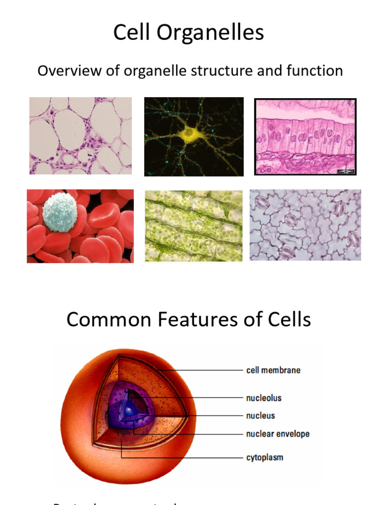 Cell Organelles: Structure and Function | PDF