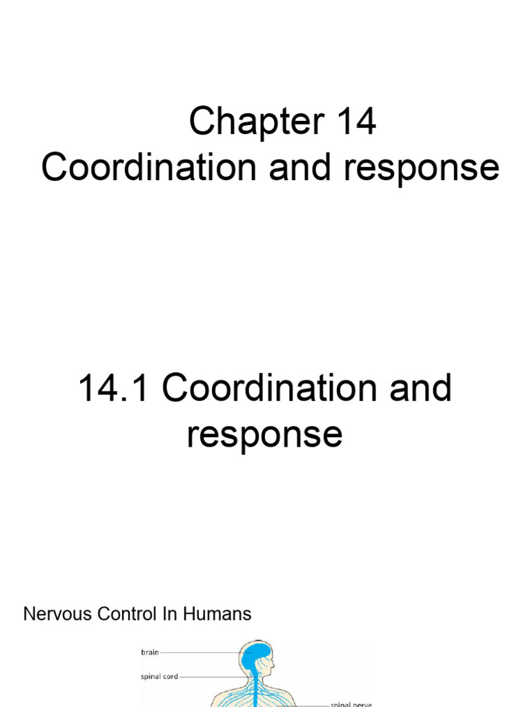 Co-Ordination and Response | PDF | Nervous System | Neuron