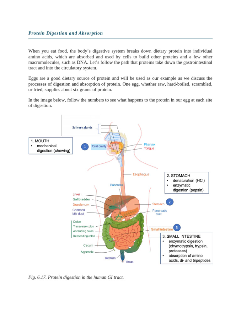 Protein Digestion and Absorption Process | PDF | Digestion | Stomach