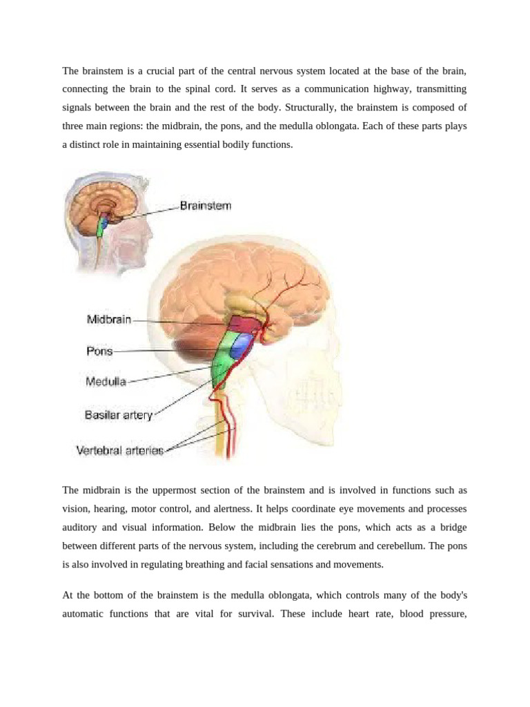 Understanding the Brainstem's Functions | PDF