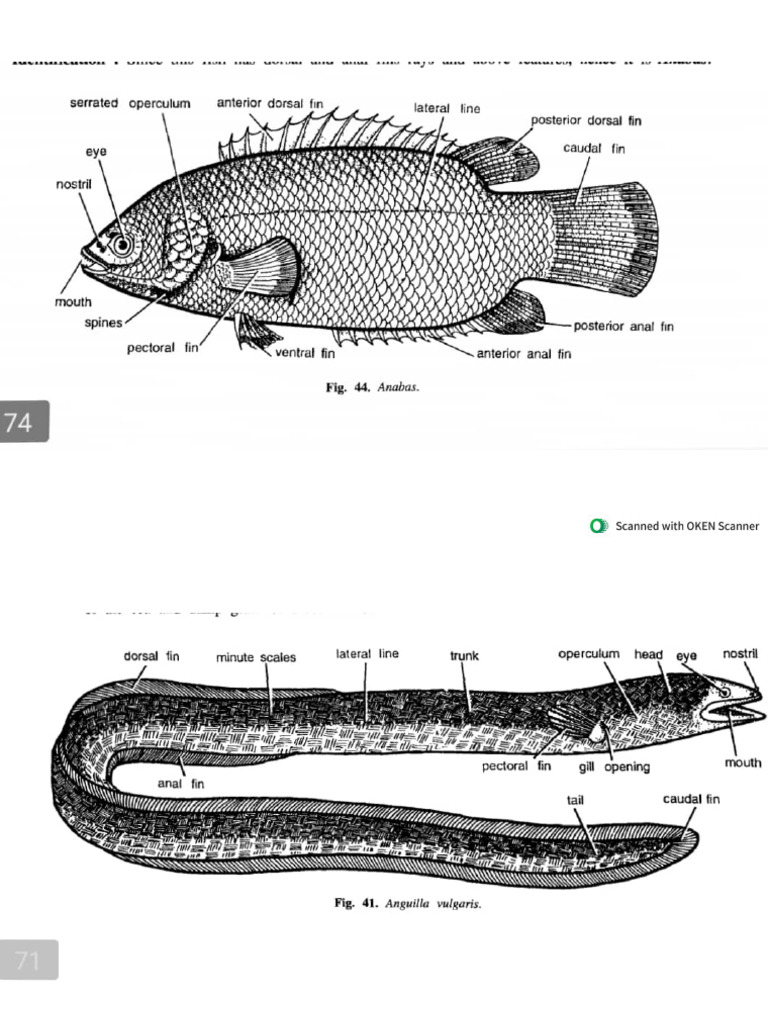 Fishes | PDF