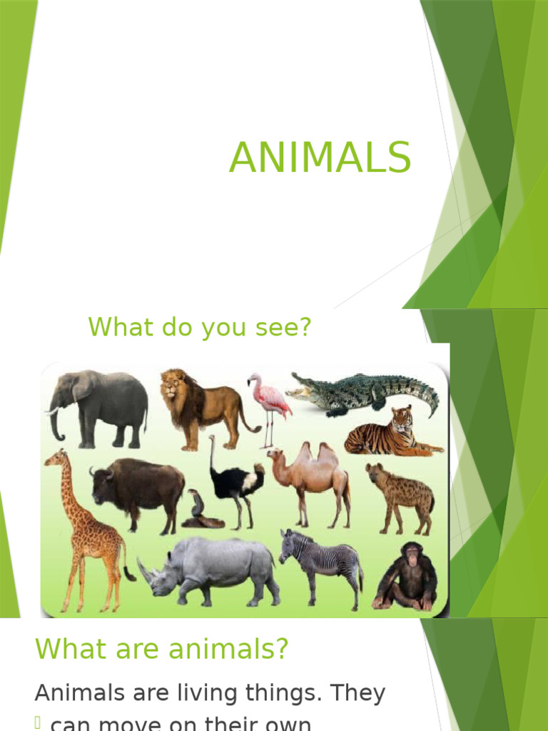 Understanding Animal Basics for Kids | PDF
