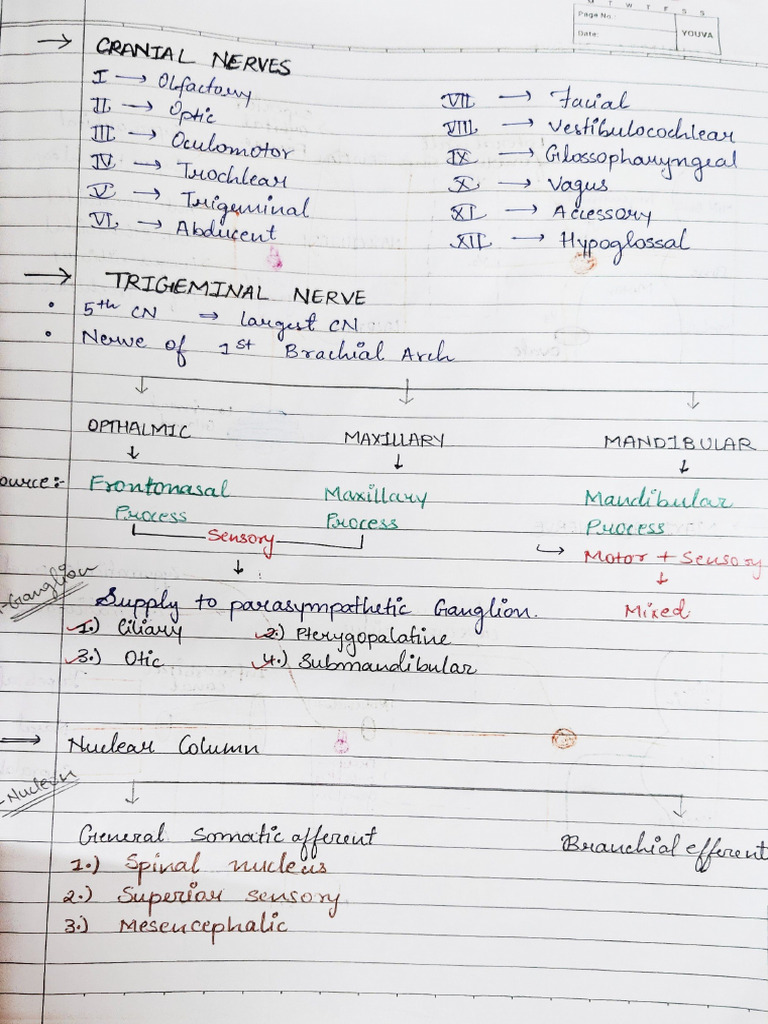 Trigeminal Nerve - Os. | PDF