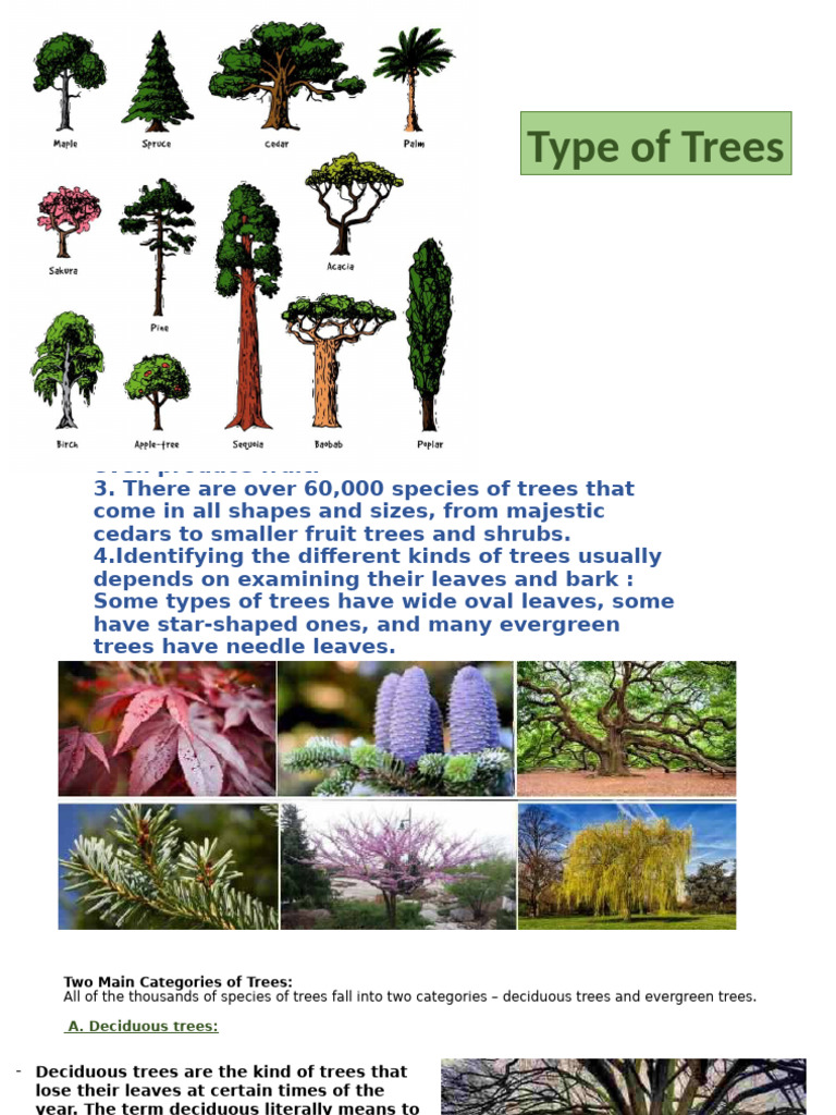 Types of Trees: Deciduous vs. Evergreen | PDF