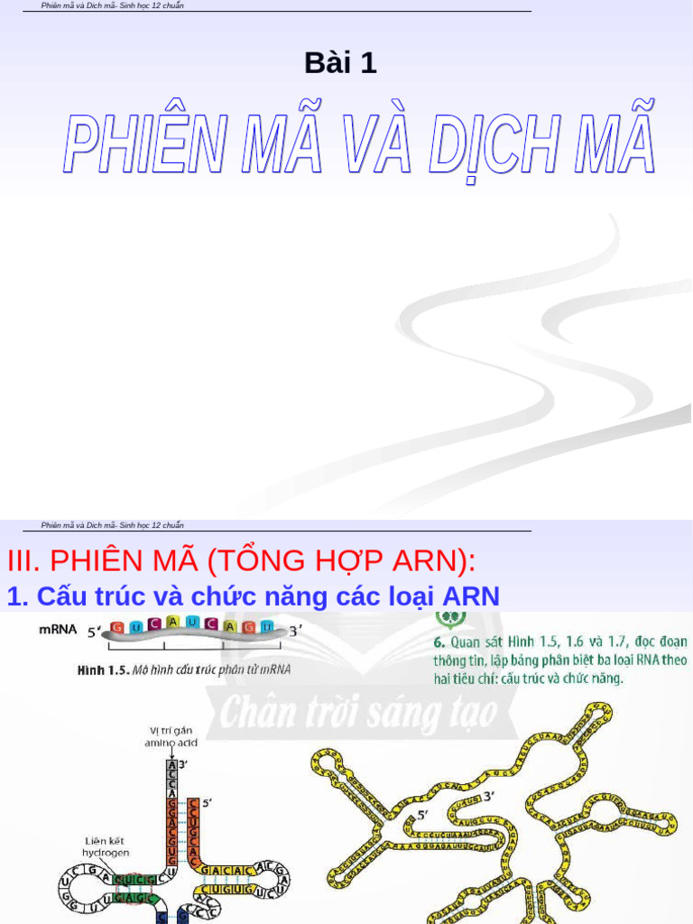 Bài 1 - BT - Phienma-Dichma - CB | PDF