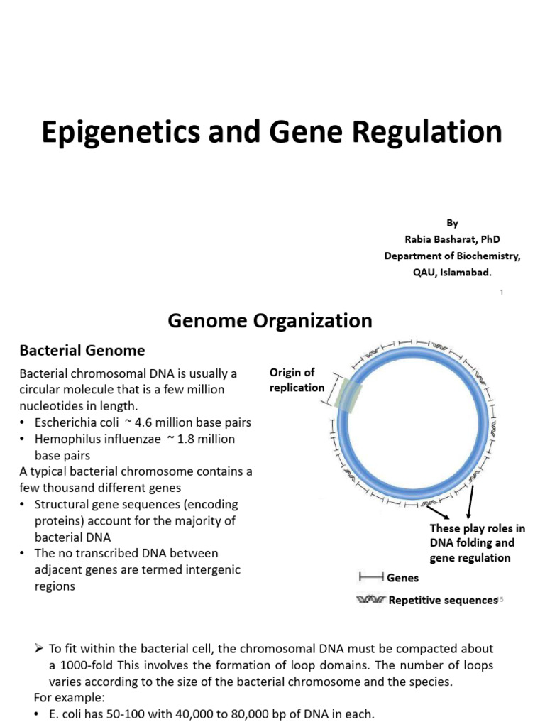 Genome Organization - Epigenetics & Gene Regulation - RB | PDF ...