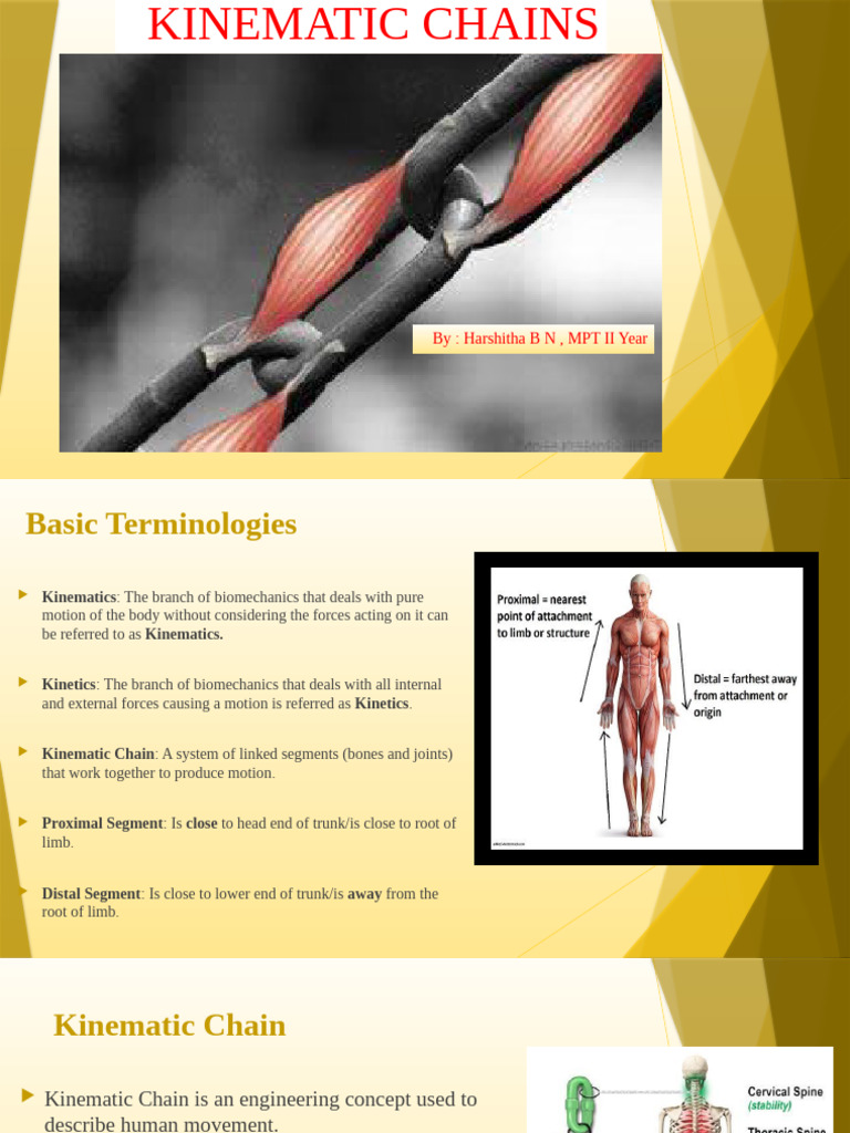 Understanding Kinematic Chains in Motion | PDF | Anatomical Terms Of ...