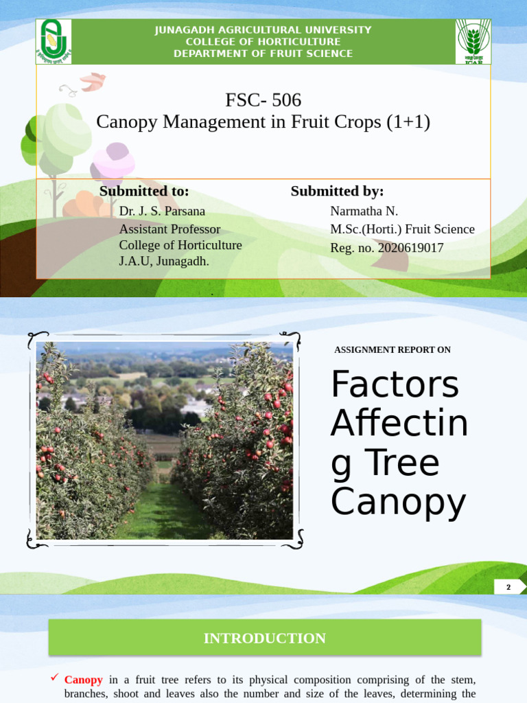 Canopy Management in Fruit Crops | PDF | Trees | Pruning