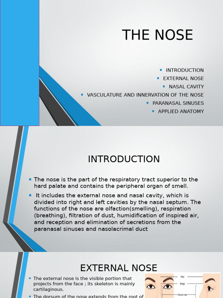 Anatomy and Function of the Nose | PDF | Human Nose | Respiratory System