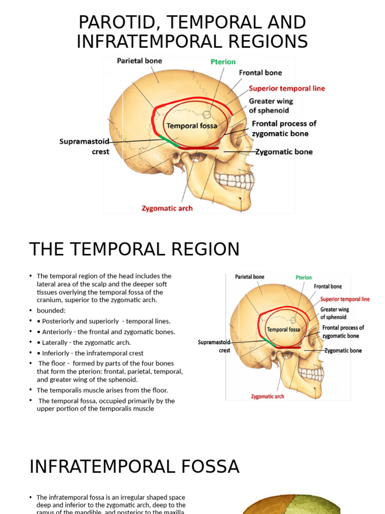 Parotid and Infratemporal Regions Overview | PDF | Primate Anatomy ...