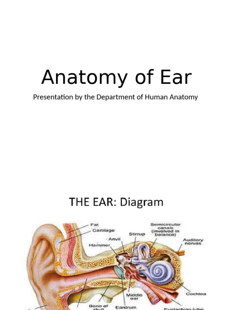 Anatomy of Ear-WPS Office | PDF