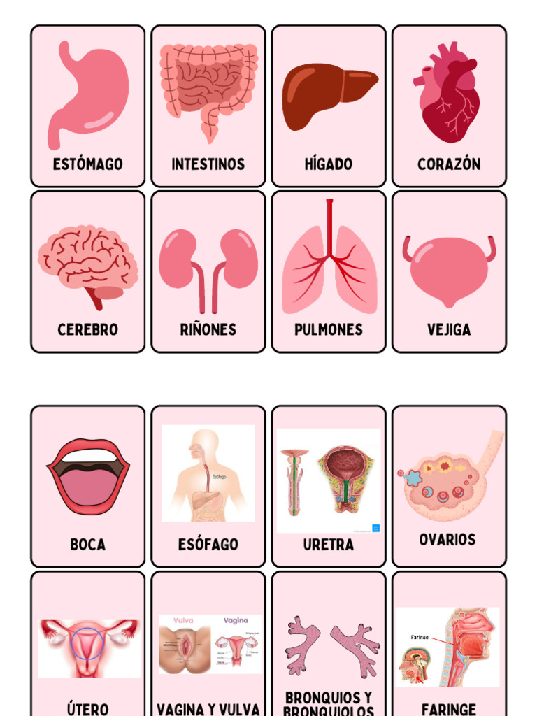 Tarjetas Educativas Biología Órganos Del Cuerpo Humano Rosa | PDF