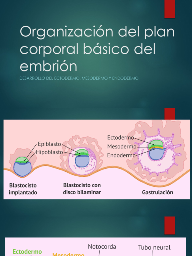 Desarrollo del embrión: ectodermo, mesodermo y endodermo | PDF ...