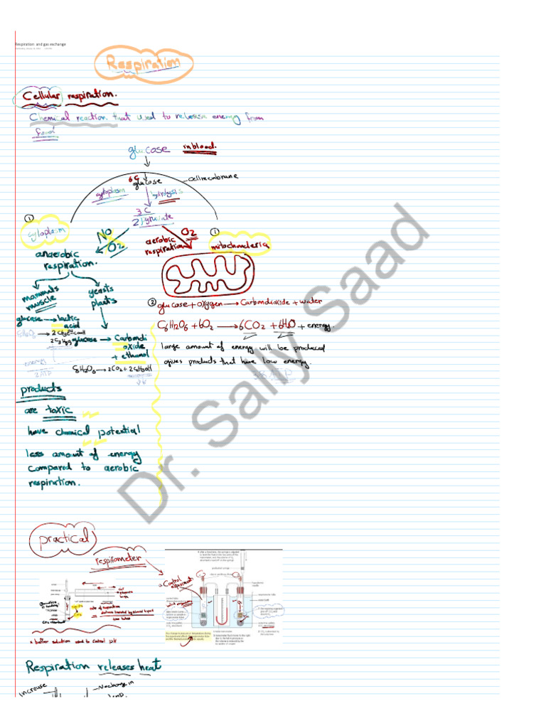 Respiration and Gas Exchange Explained | PDF