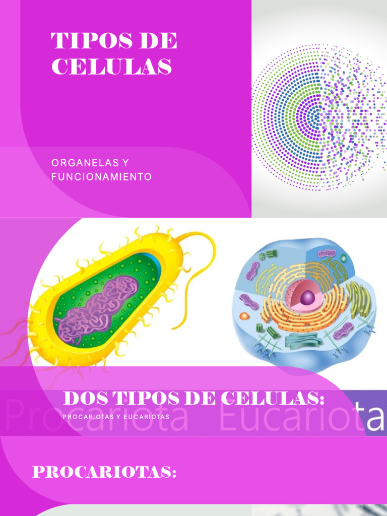 Tipos de Células: Procariotas y Eucariotas | PDF | Biología Celular ...