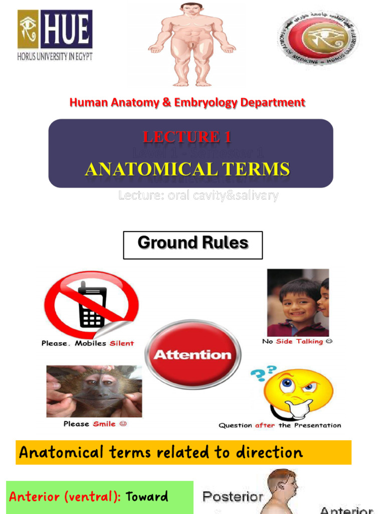 Anatomical Terminology Overview | PDF | Anatomical Terms Of Motion ...