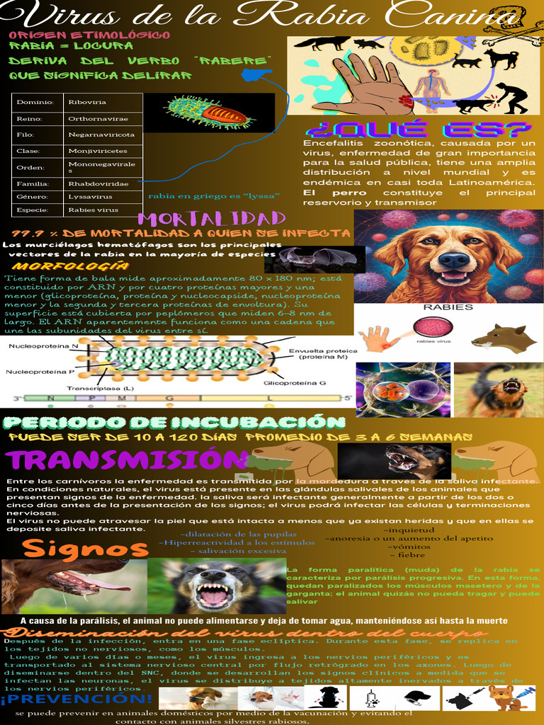 Rabia: Virus, Transmisión y Prevención | PDF | Rabia | Virus