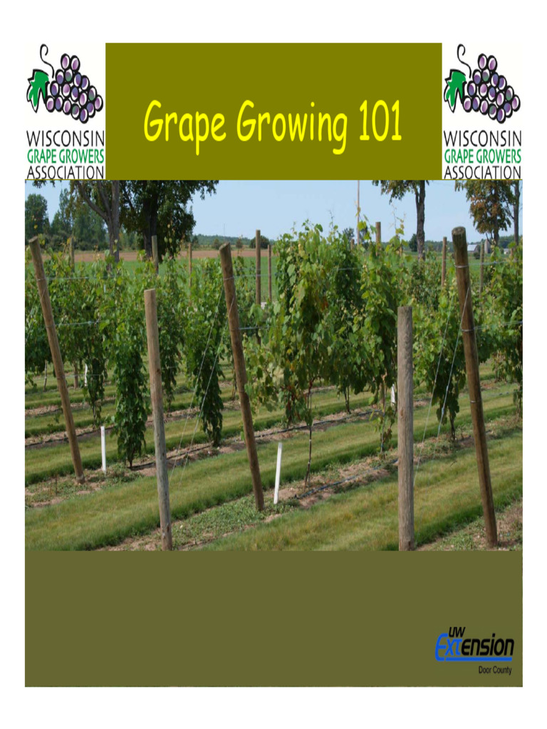 Grape Growing 101 WI Grape Growers Ass | PDF | Wine | Viticulture