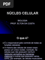 nucleo-celular2