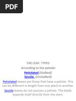 Leaf Attachment and Arrangement Guide | PDF | Leaf | Botany