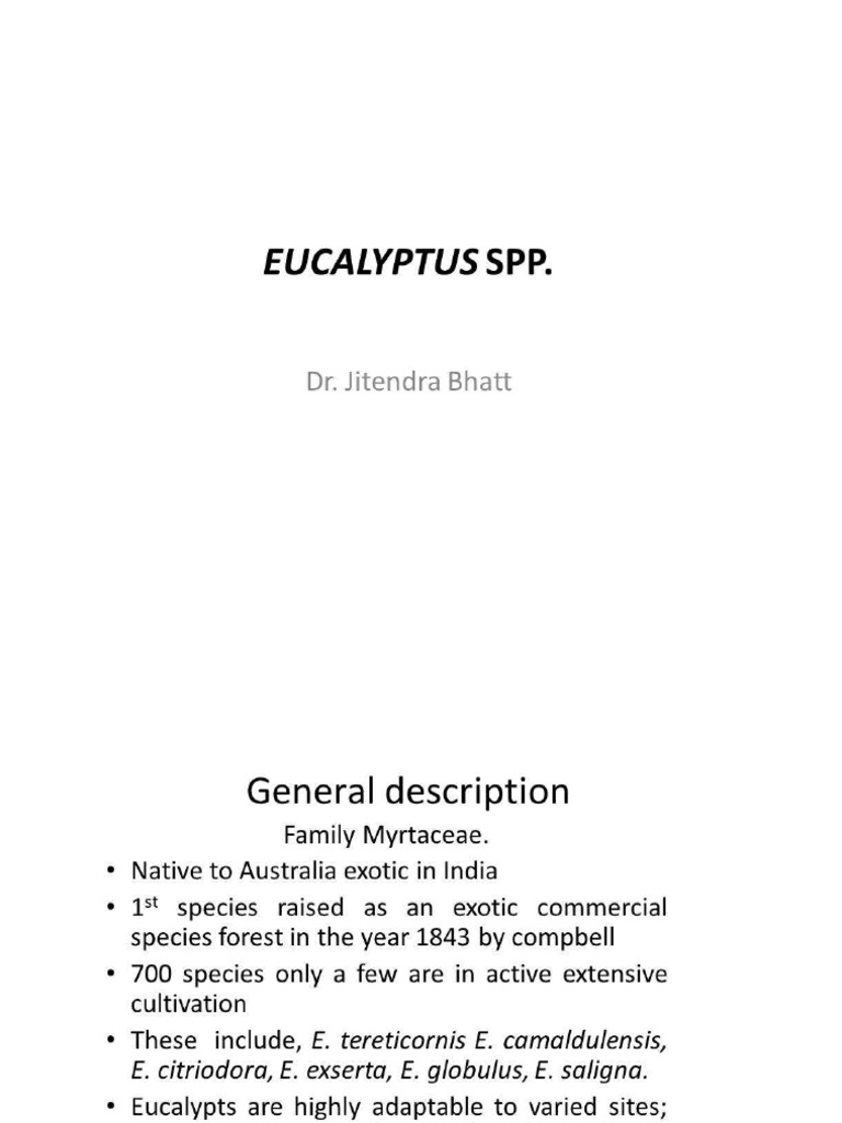 31 Eucalyptus | PDF