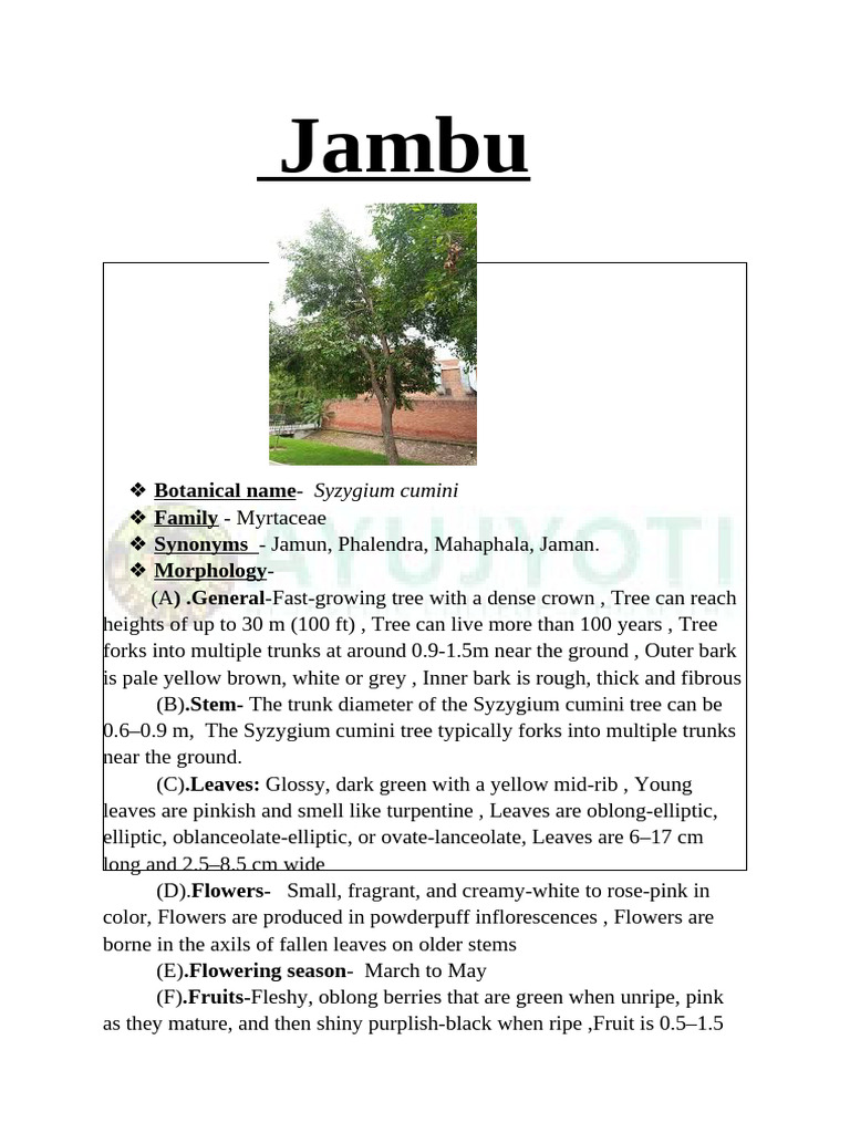 Jambu: Botanical and Therapeutic Overview | PDF | Fruit | Botany