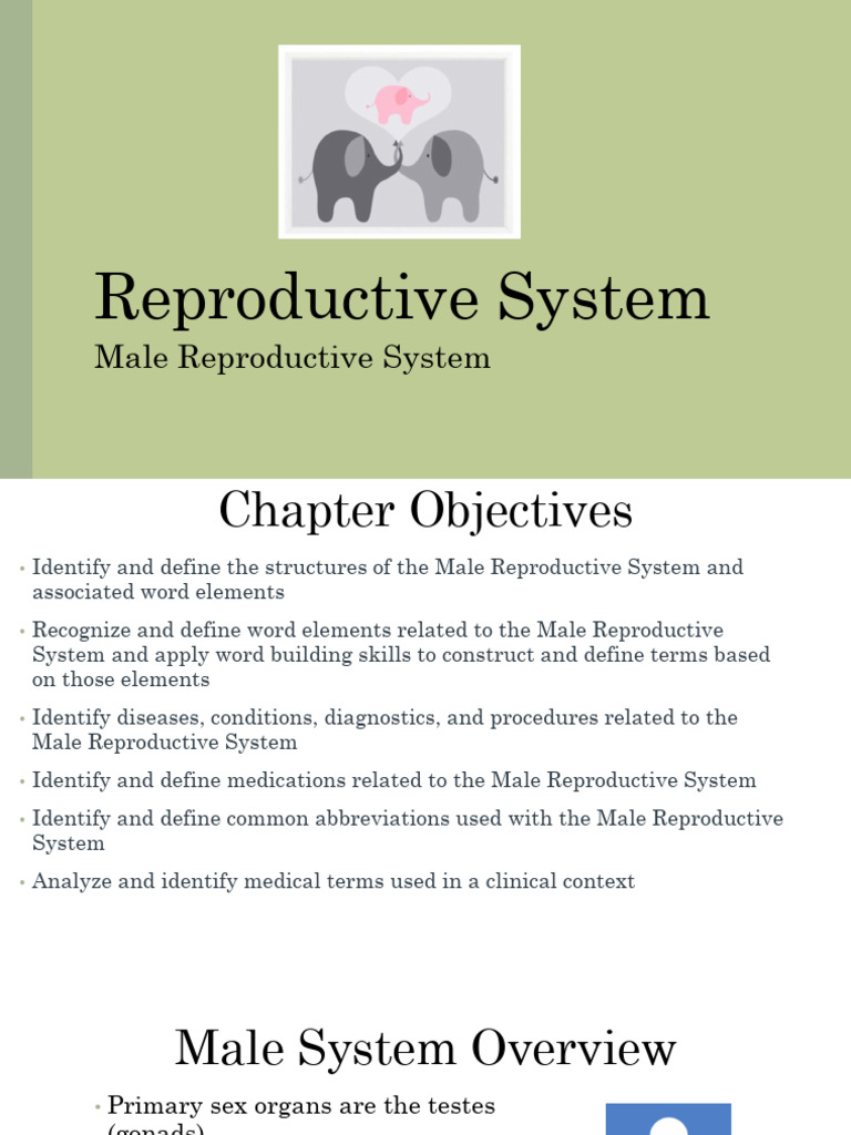CH 8 Male Repro System 2022 | PDF | Prostate | Testicle