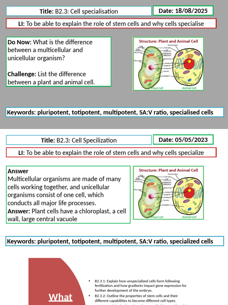 Understanding Cell Specialization | PDF | Hematopoietic Stem Cell ...