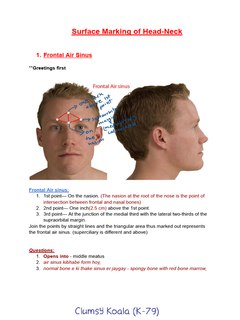 Surface Markings of Head and Neck Anatomy | PDF | Common Carotid Artery ...