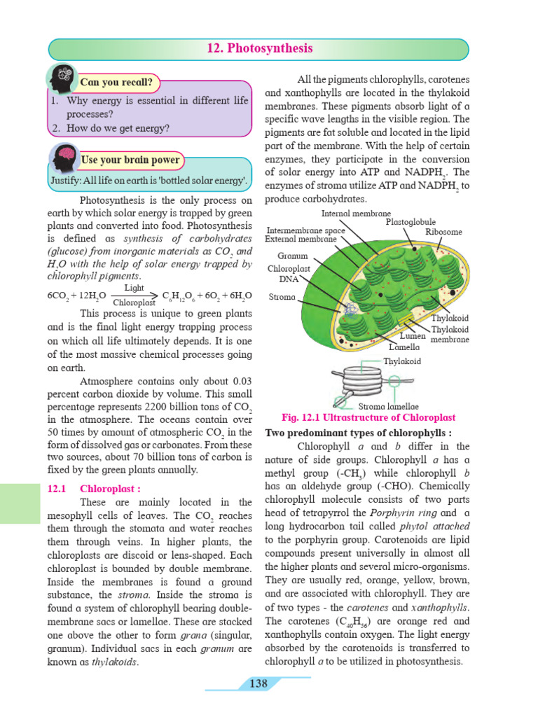 Understanding Photosynthesis Process | PDF | Photosynthesis | Chloroplast