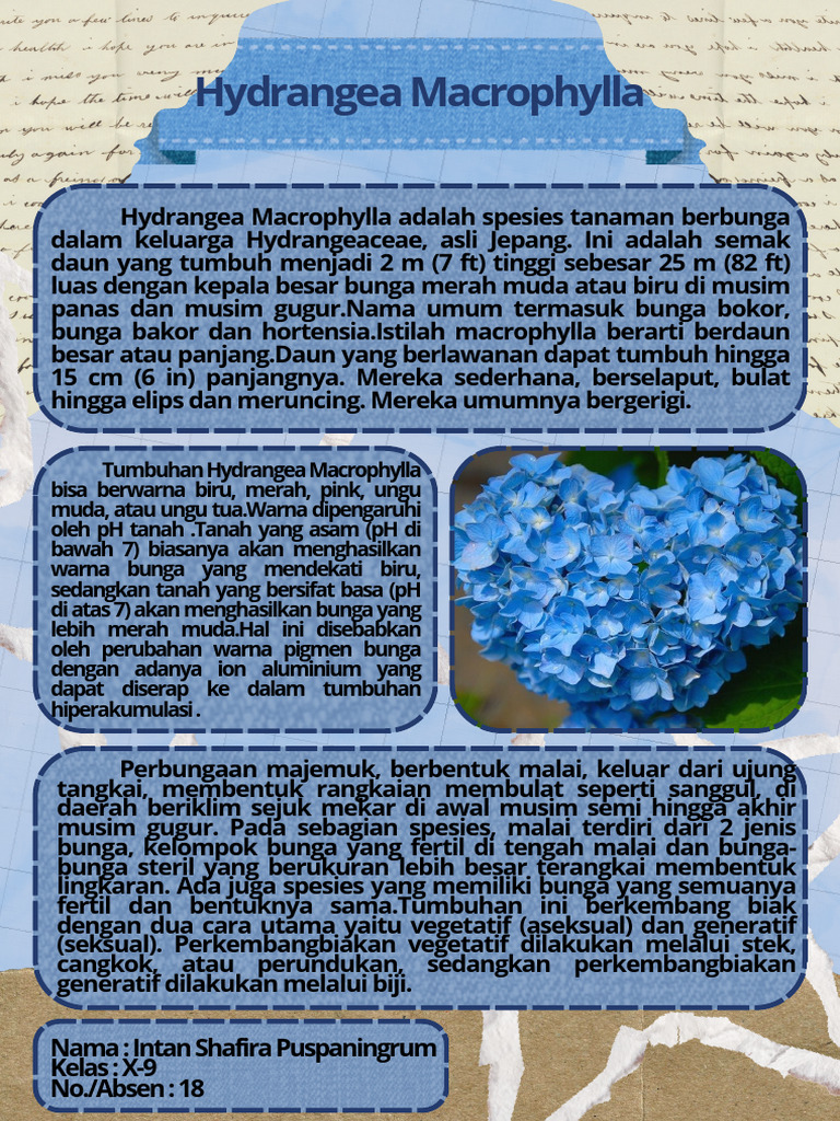 Panduan Lengkap Hydrangea Macrophylla | PDF