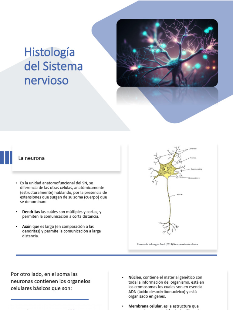 Histología del Sistema Nervioso | PDF | Sinapsis | Neurona