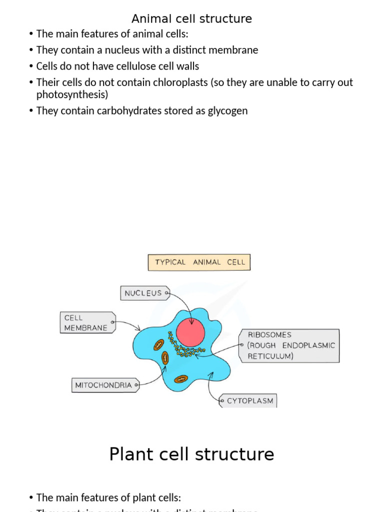 Animal and Plant Cell Structures Explained | PDF | Cell (Biology ...
