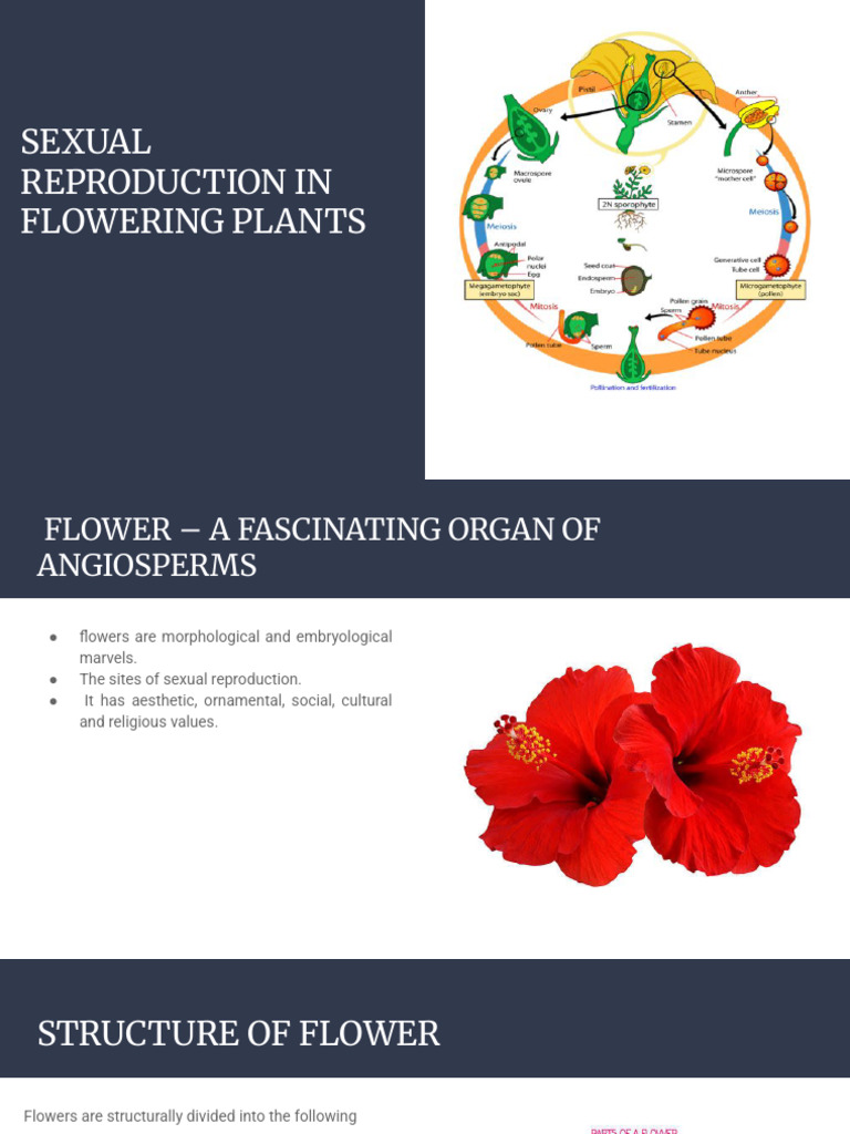 Sexual Reproduction in Flowering Plants | PDF | Flowers | Fertilisation